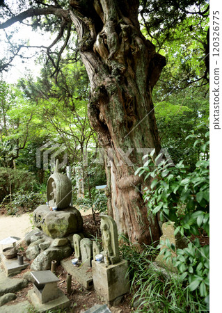 第46號 硫磺山佑壽院 淨琉璃寺（紅葉大師）[愛媛縣松山市淨琉璃町] 120326775