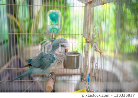parakeet blue monk parrot in cage with green leaf background in park parakeet blue monk parrot in cage with green leaf background in park 120326937