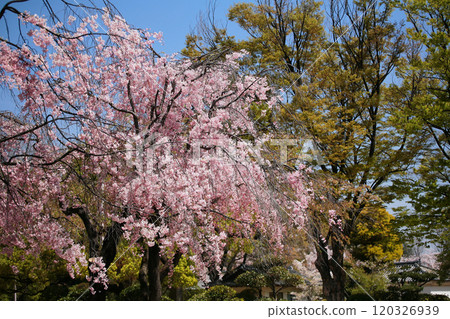 Pink cherry blossom of sakura tree at Osaka castle in spring, Japan Pink cherry blossom of sakura tree at Osaka castle in spring, Japan 120326939