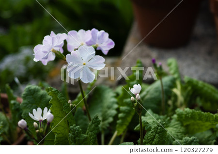 報春花在花壇盛開 120327279