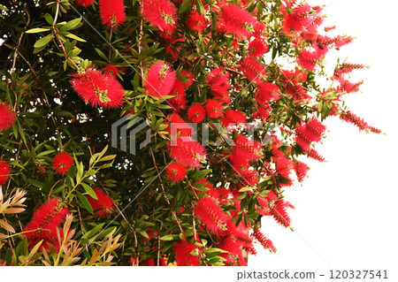 一朵紅色草叢花 一朵紅色草叢花 120327541