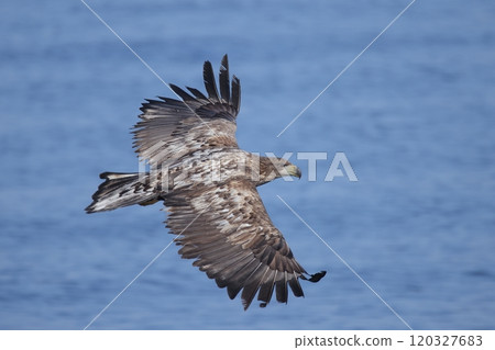 Subadult White-tailed Eagle flying over the sea 120327683