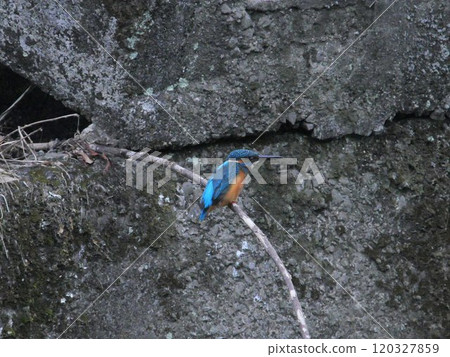 Kingfishers seen in city parks and rivers in Japan Kingfishers seen in city parks and rivers in Japan 120327859