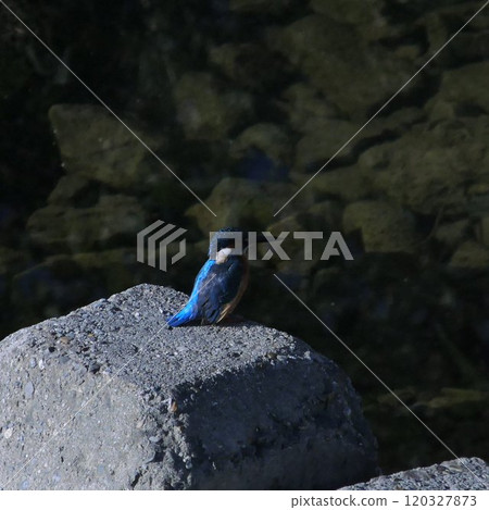 日本城市公園和河流中可見翠鳥 120327873