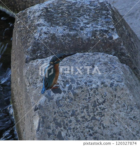 日本城市公園和河流中可見翠鳥 120327874