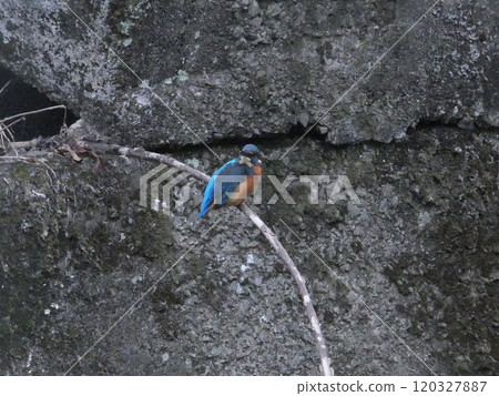 Kingfishers seen in city parks and rivers in Japan 120327887