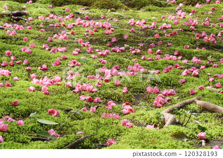 Fallen camellias at Reikanji Temple Fallen camellias at Reikanji Temple 120328193