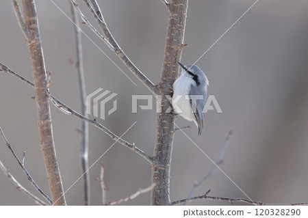 White-bellied Nuthatch subspecies perched vertically on a tree trunk White-bellied Nuthatch subspecies perched vertically on a tree trunk 120328290