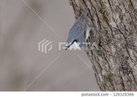 White-bellied Nuthatch subspecies perched upside down White-bellied Nuthatch subspecies perched upside down 120328366