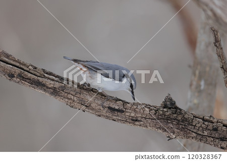 White-bellied Nuthatch subspecies searching for food White-bellied Nuthatch subspecies searching for food 120328367