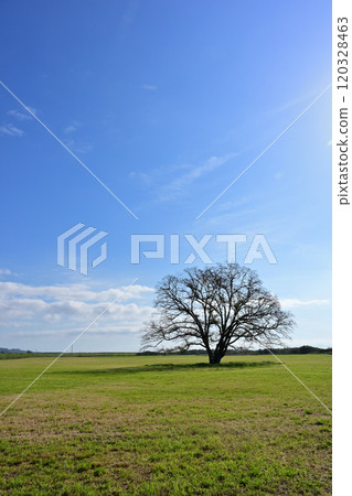 哈尼爾樹 120328463