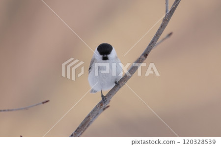 Front view of a large-billed tit 120328539