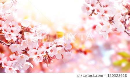 Horizontal banner with sakura flowers of white color on sunny backdrop. Beautiful nature spring background with a branch of blooming sakura. Sakura blossoming season in Japan 120328618