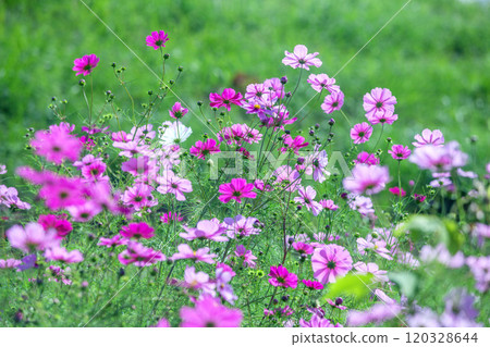 Cosmos Cosmos 120328644