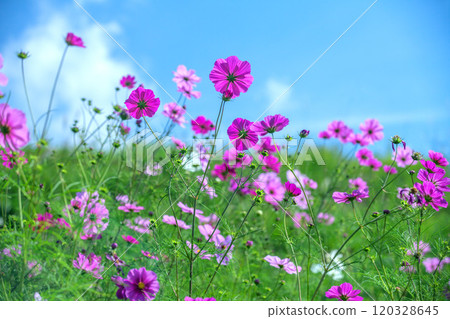 Cosmos Cosmos 120328645