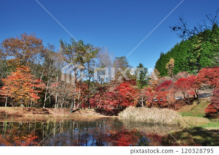 Takadoya Wetlands Autumn Leaves 3 120328795