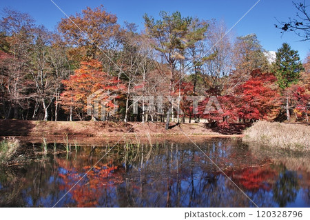 Takadoya Wetlands Autumn Foliage 4 120328796