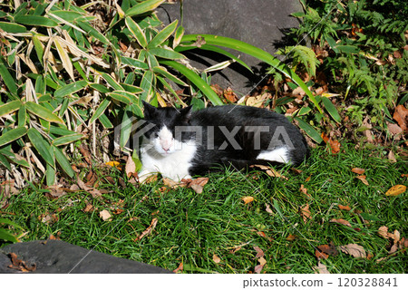 A cat staring at you 120328841