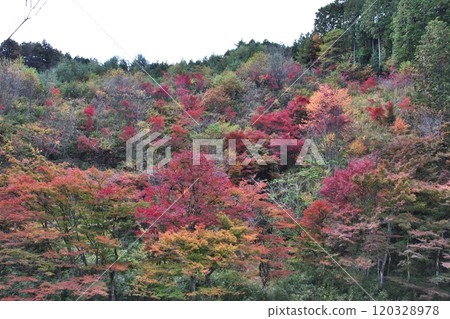 Maple Trees in Shimogabuchi Autumn Leaves 6 Maple Trees in Shimogabuchi Autumn Leaves 6 120328978