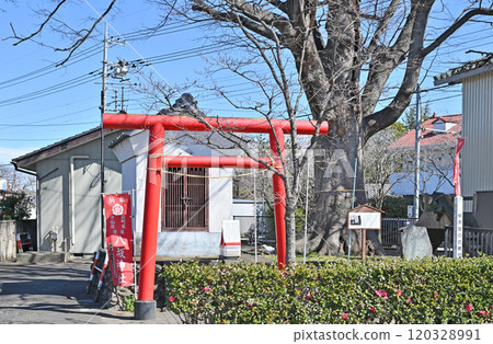 Walking around Shinmachi: Yasaka Shrine, Shinmachi, Takasaki City Walking around Shinmachi: Yasaka Shrine, Shinmachi, Takasaki City 120328991