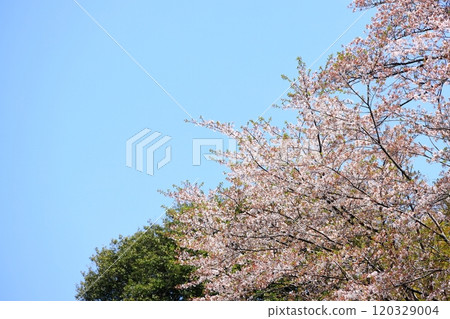 Cherry tree in full bloom Cherry tree in full bloom 120329004
