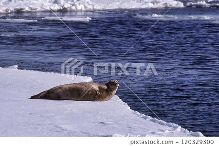Spotted seals on drift ice 120329300