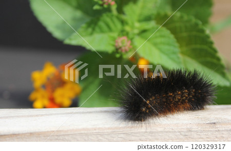 Salt Marsh Caterpillar on Wooden Fence With Yellow Flowers Salt Marsh Caterpillar on Wooden Fence With Yellow Flowers 120329317