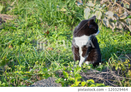 Stray cats in the park 120329464