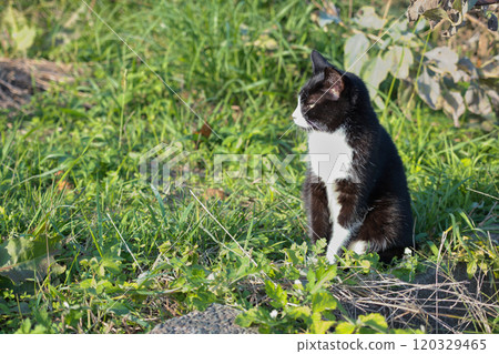 流浪貓在公園裡 流浪貓在公園裡 120329465