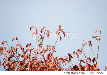 一隻麻雀棲息在紅櫻桃樹枝上 一隻麻雀棲息在紅櫻桃樹枝上 120329588