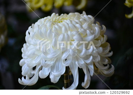 菊花展，大菊花，經典菊花，白色 120329692