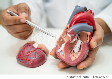 Cardiovascular disease CVD, Asian doctor holding human anatomy model for learn and treat heart disease. 120329738