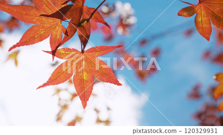 Red and orange maple leaves 120329931
