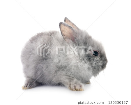 young Lionhead rabbit 120330137