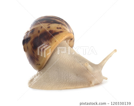 giant african snail 120330139