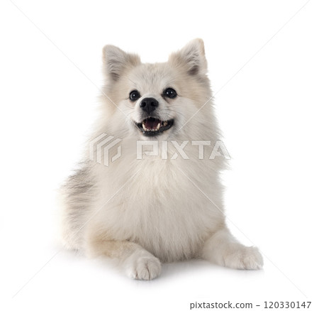 Japanese Spitz in studio 120330147