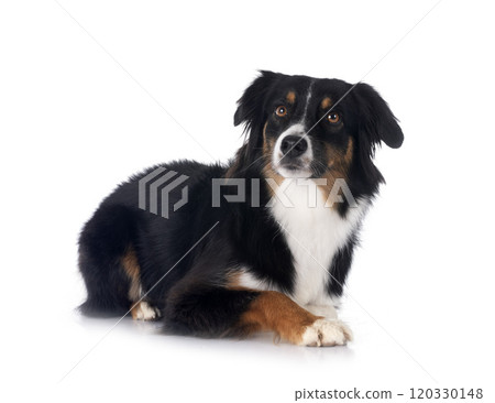 Miniature Australian Shepherd Miniature Australian Shepherd 120330148
