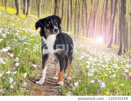 Miniature Australian Shepherd Miniature Australian Shepherd 120330149