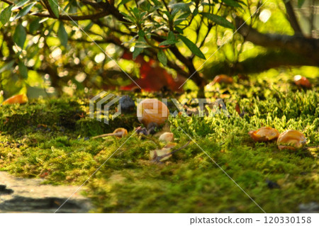 Ginkgo nuts fallen on the moss Ginkgo nuts fallen on the moss 120330158
