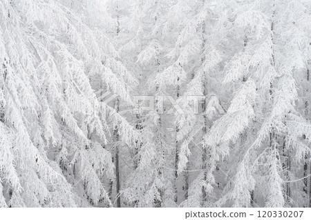 Snow Scenery of Daegwallyeong, Gangwon-do, Korea 120330207