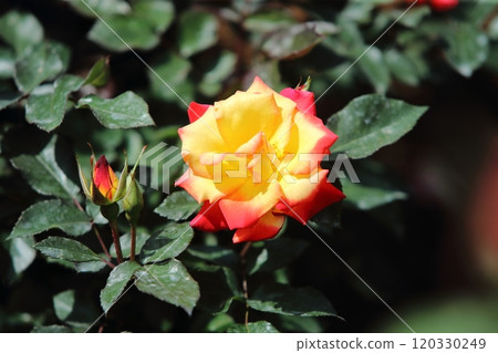 荒尾市少女公民花壇玫瑰花， 120330249