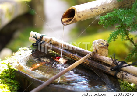 京都大原寶泉院築梅 京都大原寶泉院築梅 120330270