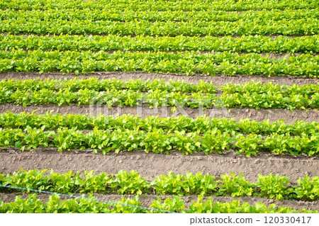 Ridge of vegetable field 120330417