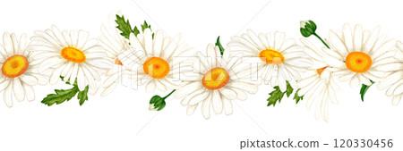Border of watercolor white daisies and leaves. Wildflowers for design of cards Border of watercolor white daisies and leaves. Wildflowers for design of cards 120330456