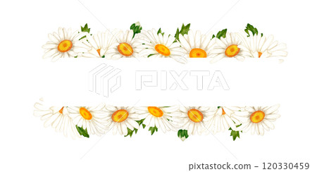 Border of watercolor white daisies and leaves. Wildflowers for design of cards and invitations 120330459