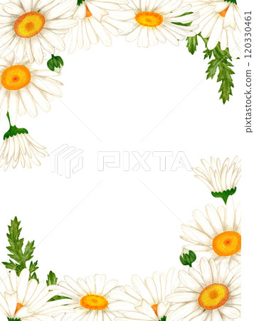 Banner made of watercolor white flowers and leaves. Chamomile for design of invitation. Banner made of watercolor white flowers and leaves. Chamomile for design of invitation. 120330461