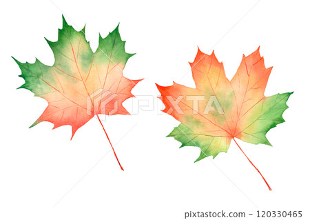 Set of watercolor autumn maple leaves isolated on white background. Set of watercolor autumn maple leaves isolated on white background. 120330465