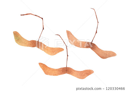Watercolor maple fruits. Hand drawn plant illustration for design creation. 120330466