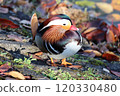 Mandarin ducks come up to the shore and doze off in the sunshine 120330480