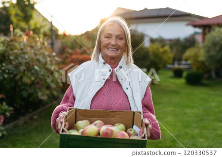 Portrait of beautiful senior woman outdoors in an autumn garden, holding crate full of freshly picked apples. Portrait of beautiful senior woman outdoors in an autumn garden, holding crate full of freshly picked apples. 120330537